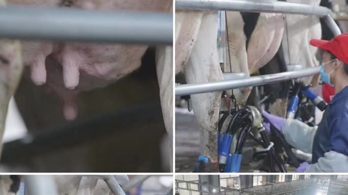 农业现代化养牛场养殖奶牛自动挤牛奶