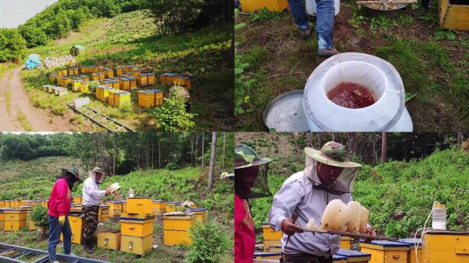 在山里养蜂日常 取蜂蜜