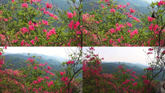 大别山上映山红花开杜鹃花