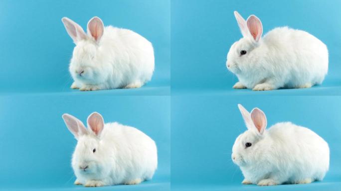 可爱的兔子小白兔玉兔