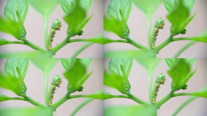 辣椒花蕾上蚜虫的特写镜头。