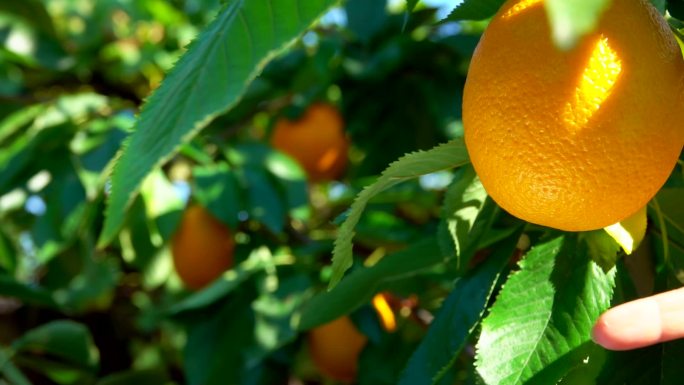 从橘子树上摘下一个成熟多汁的橘子