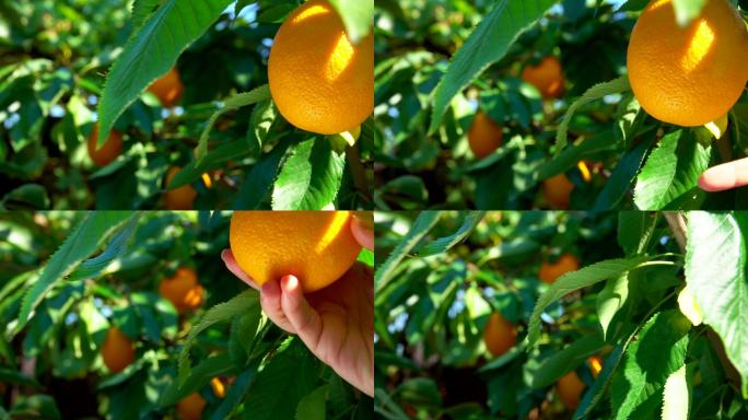 从橘子树上摘下一个成熟多汁的橘子