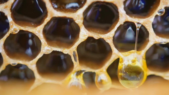 一滴蜂蜜顺着蜂巢流下来。