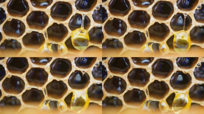 一滴蜂蜜顺着蜂巢流下来。