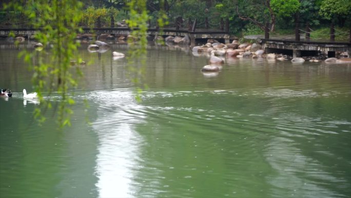 下雨天里小区湖里惬意的鸭子