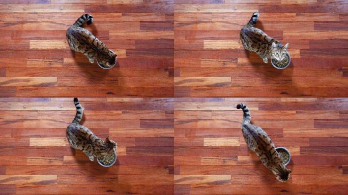 小猫正在吃猫粮猫食广告喵喵萌宠养猫喂猫