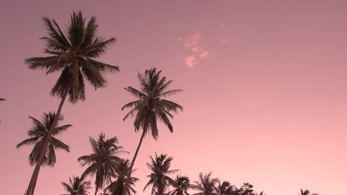 椰子树夕阳上空空落日红光树枝树叶