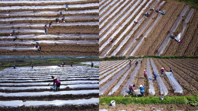 4K 春耕农民在地里干农活 航拍