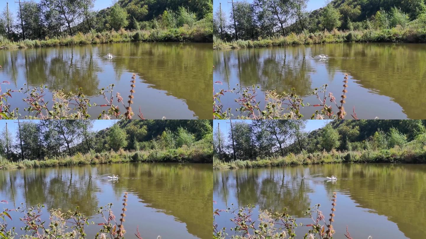 乡村环境优美池塘小鸭子在水中游过
