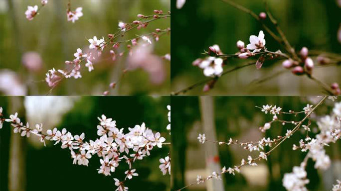 春天花开桃花李花春分6