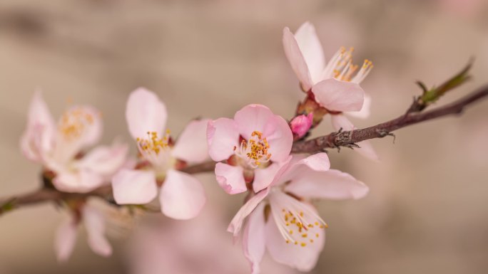 春天桃花盛开延时