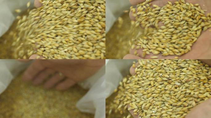 大麦。有机产品的概念。