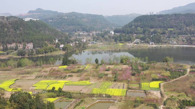 菜花 河景