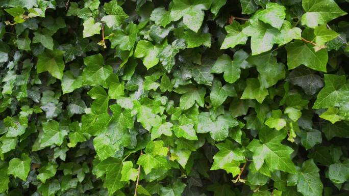 墙上的常春藤爬山虎绿叶生态叶子叶片