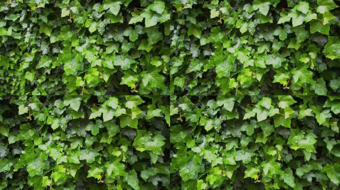 墙上的常春藤爬山虎绿叶生态叶子叶片
