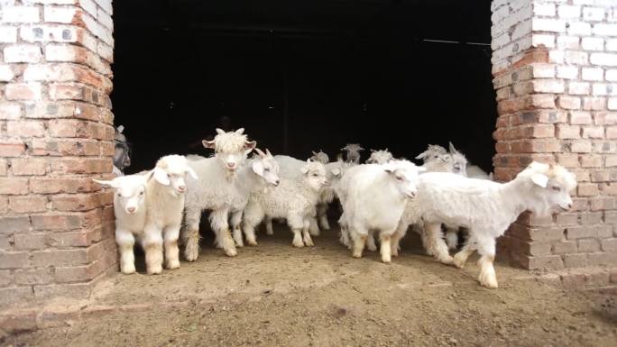 羊羊群