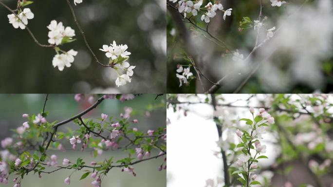 桃花樱花盛开