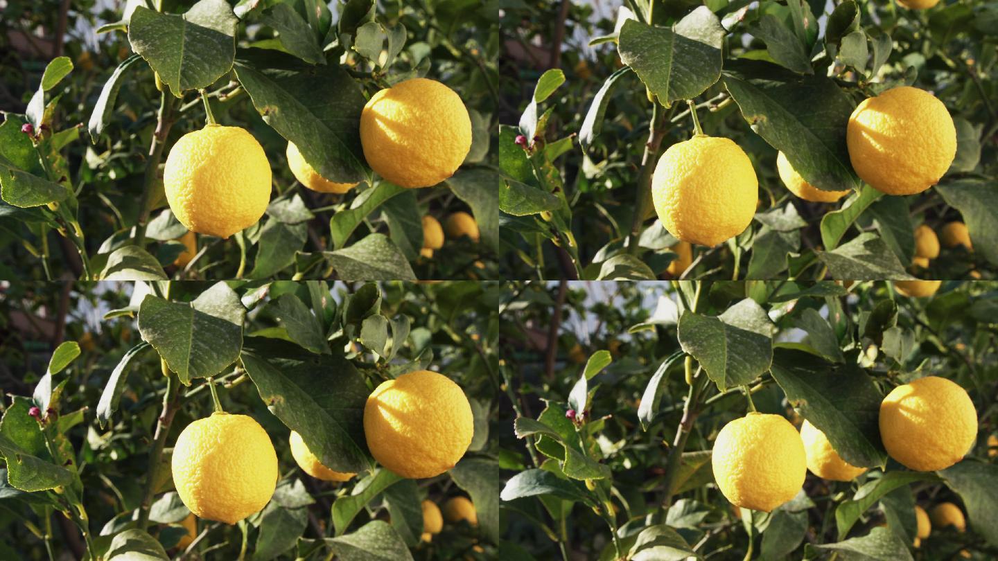 柠檬树上的柠檬。