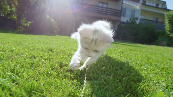草地上的小猫小奶猫幼崽猫咪