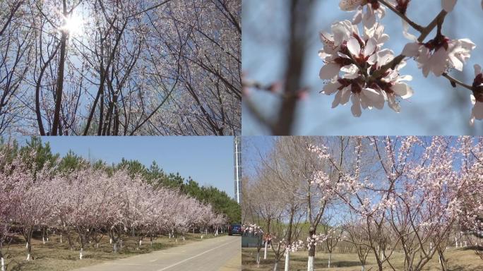 春暖花开春天到了公园里的杏花开了树发芽了