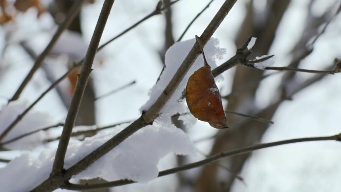 雪下的枯树枝