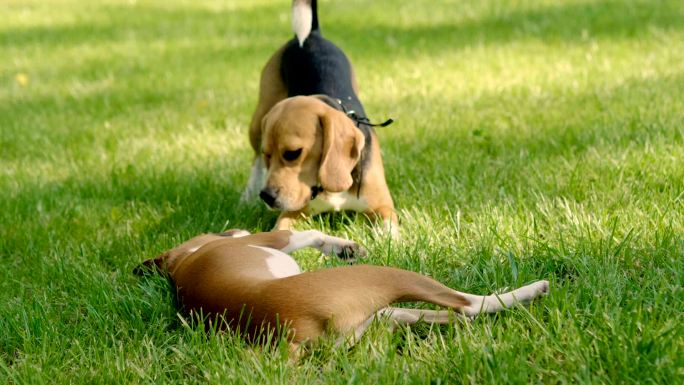两只小狗在公园的绿草上玩耍。