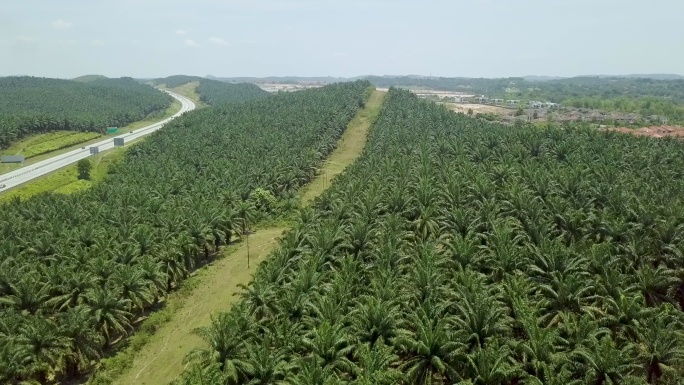 油棕种植产地基地产业农业棕榈树