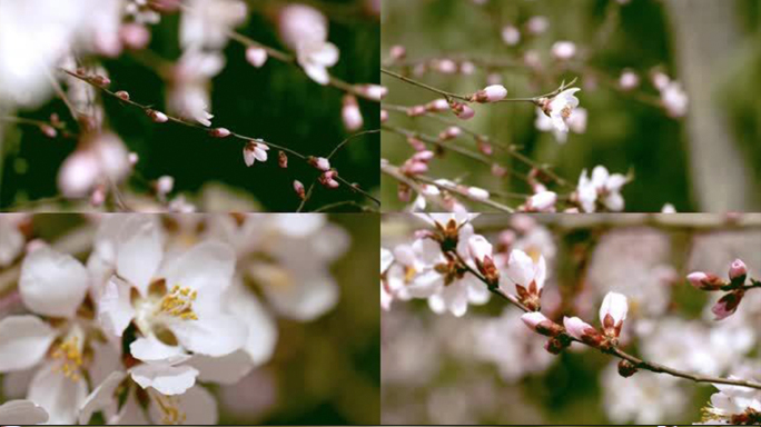 春天花开桃花李花春分5