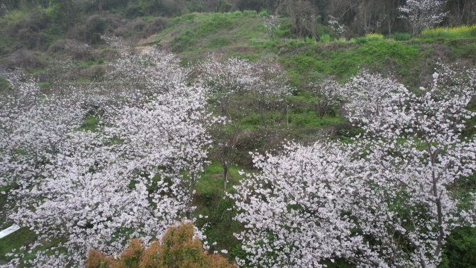 台州温岭樱花4k航拍DJI_0583