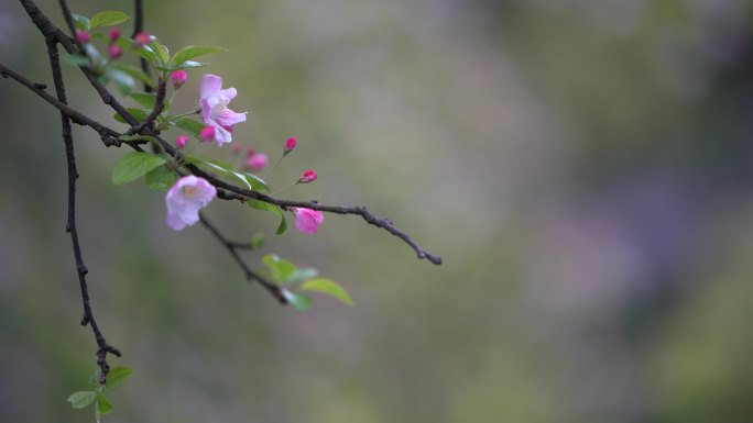 江南浙江春雨春天海棠花开中国风花苞