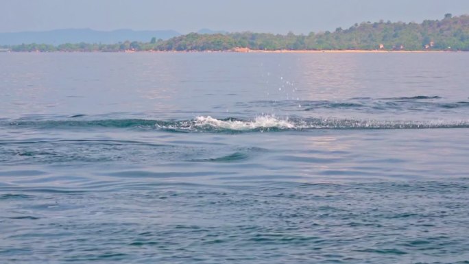 海豚在水中跳跃大自然生态美景栖息大海海豚