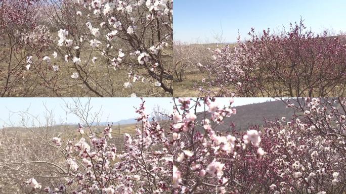 春暖花开山上的杏花开了漫山遍野