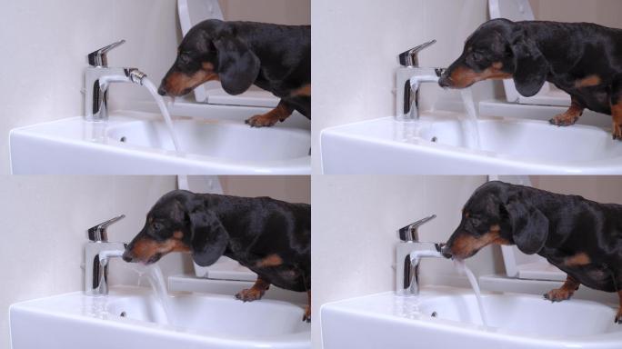 可爱猎犬正在坐水槽里的水龙头喝水解渴