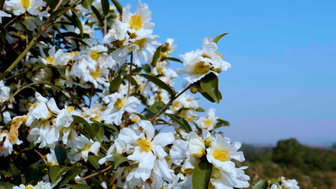 山茶花 山茶油 山茶树航拍 农业宣传片