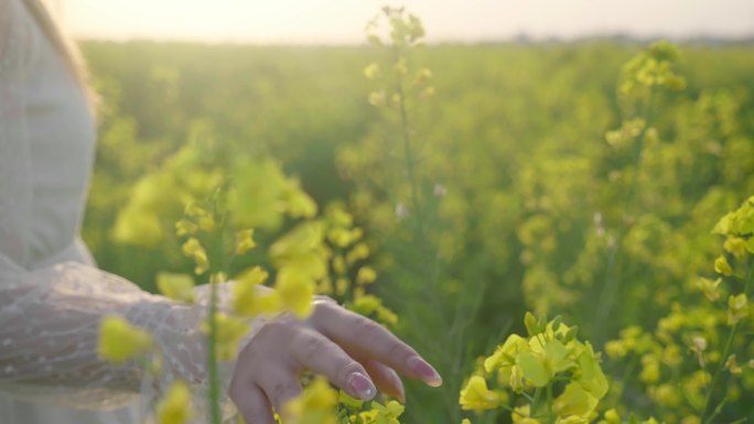 油菜花