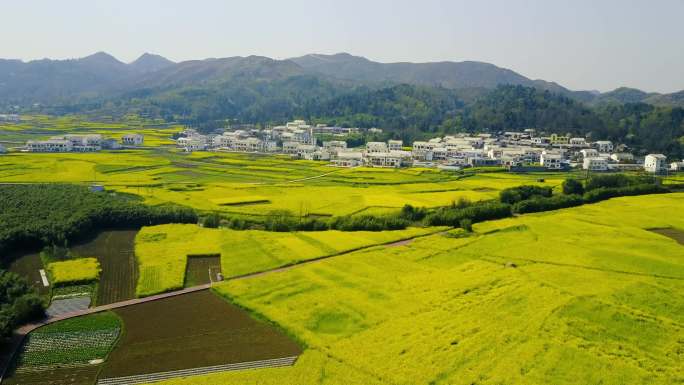 航拍安顺旧州山里江南与大面积油菜花全景