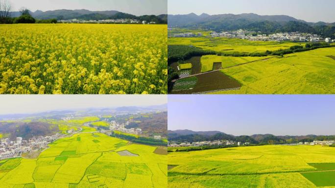 航拍安顺旧州山里江南与大面积油菜花全景