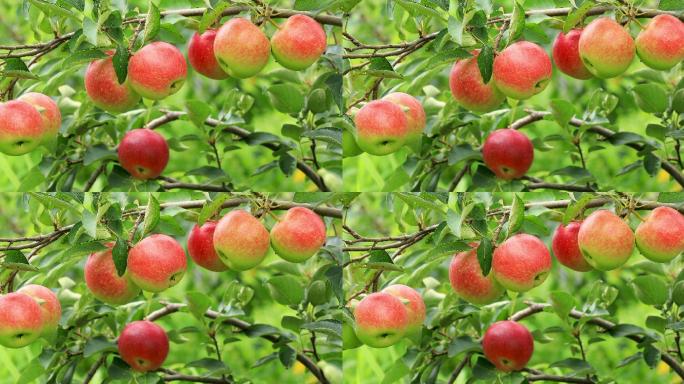 果园里成熟的苹果。