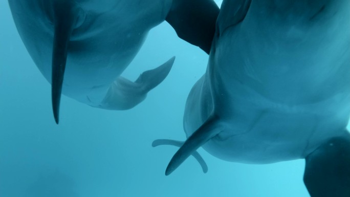 海豚海底世界海洋生物三亚潜水深海热带鱼群