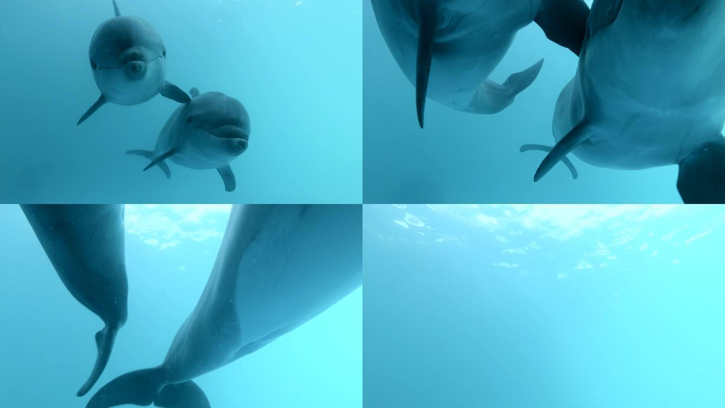 海豚海底世界海洋生物三亚潜水深海热带鱼群