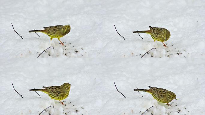 小鸟在雪地里吃种子