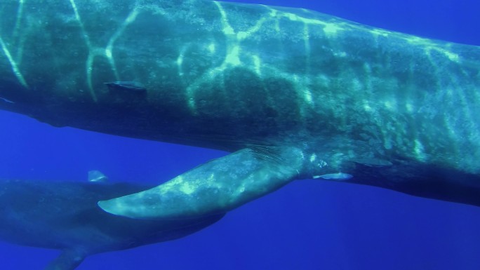 蓝鲸妈妈带着幼鲸在阳光下的海水中游泳