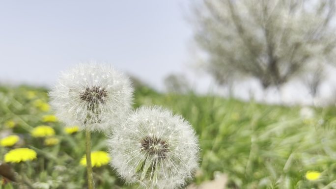 春天 踏青 蒲公英 黄花地丁 婆婆丁