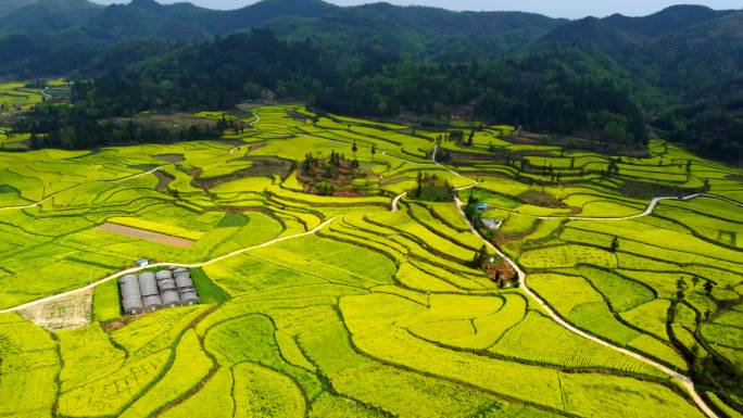 高原山地 油菜花