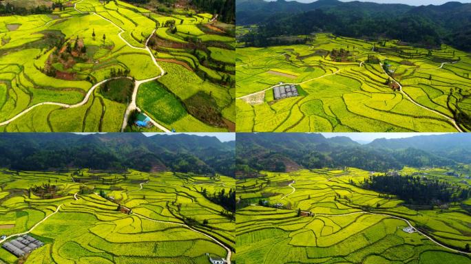 高原山地 油菜花