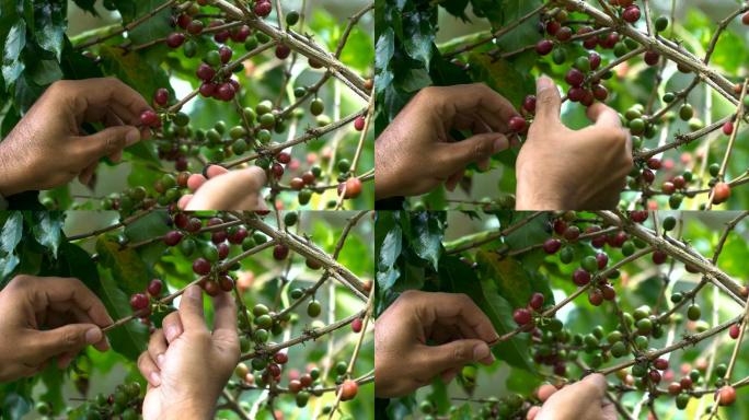从咖啡树的枝条上手工采摘咖啡豆