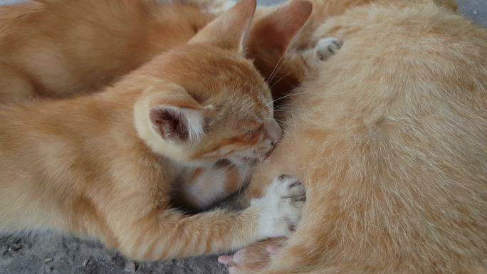 吃奶的小猫宠物店猫粮狗粮流浪猫猫砂盆关爱