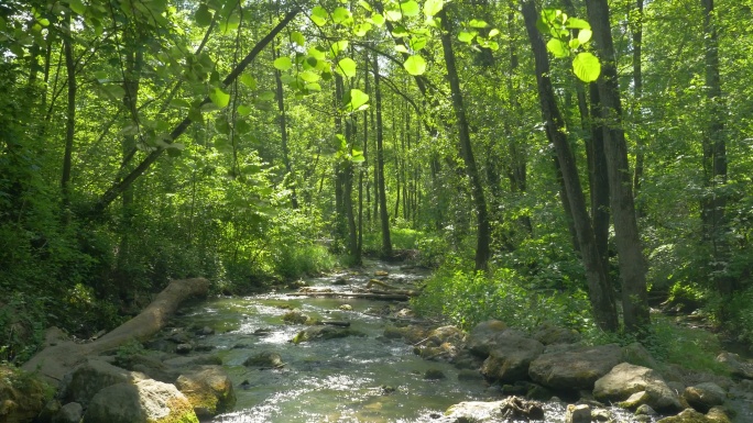 森林中的溪流清新治愈溪流自然风光