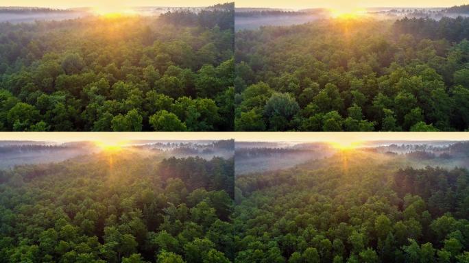 茂密的森林。朝阳朝霞日出